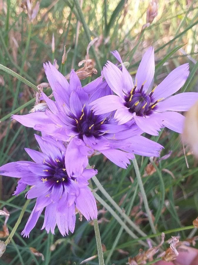 Catananche caerulea flower
