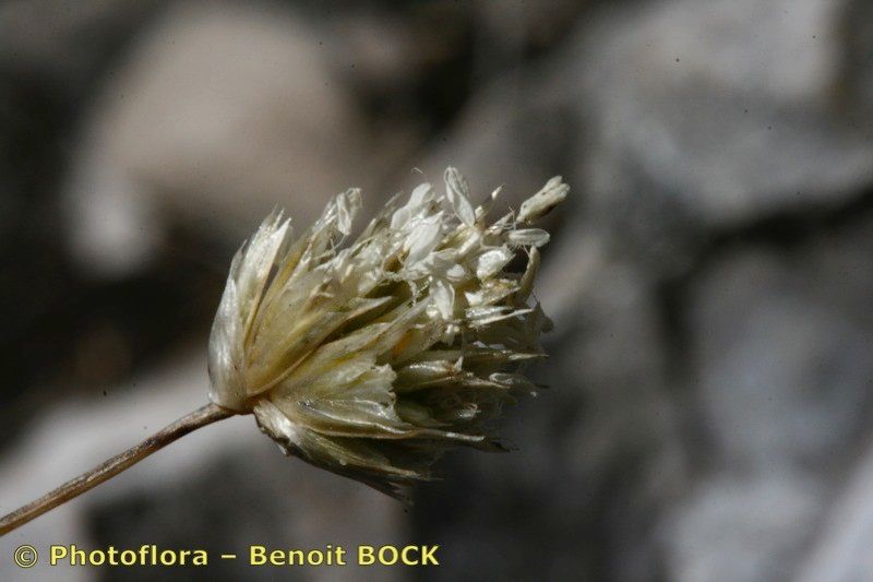 Sesleria sphaerocephala fruit