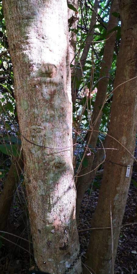 Croton laevigatus bark