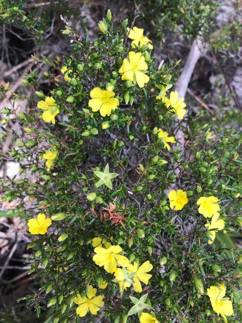 Hibbertia vestita flower