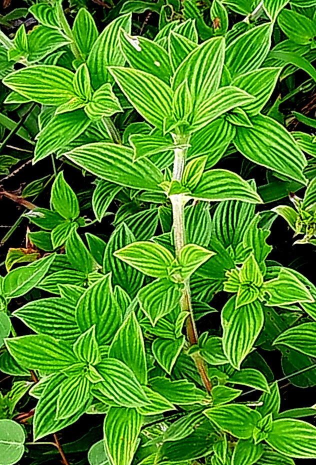Hexasepalum radulum — related species from the same genus