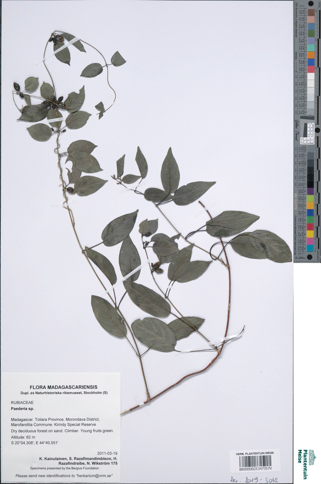 Paederia axilliflora — related species from the same genus