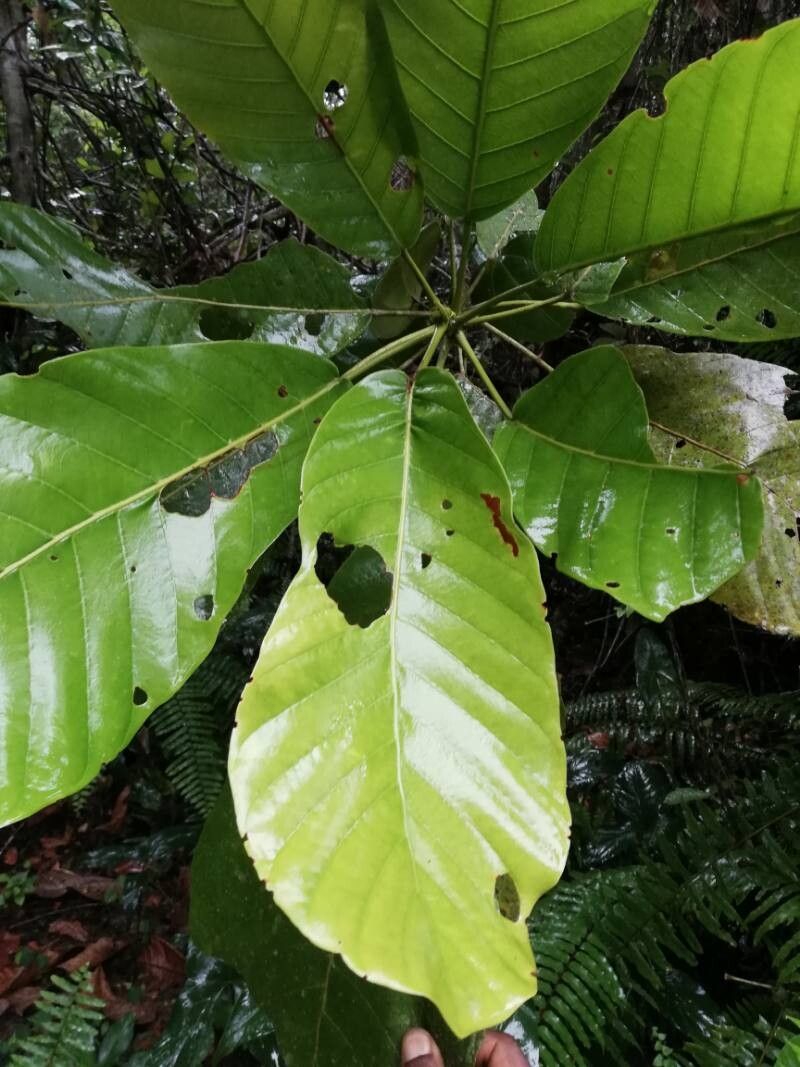 Uapaca mole — houseplant care guide