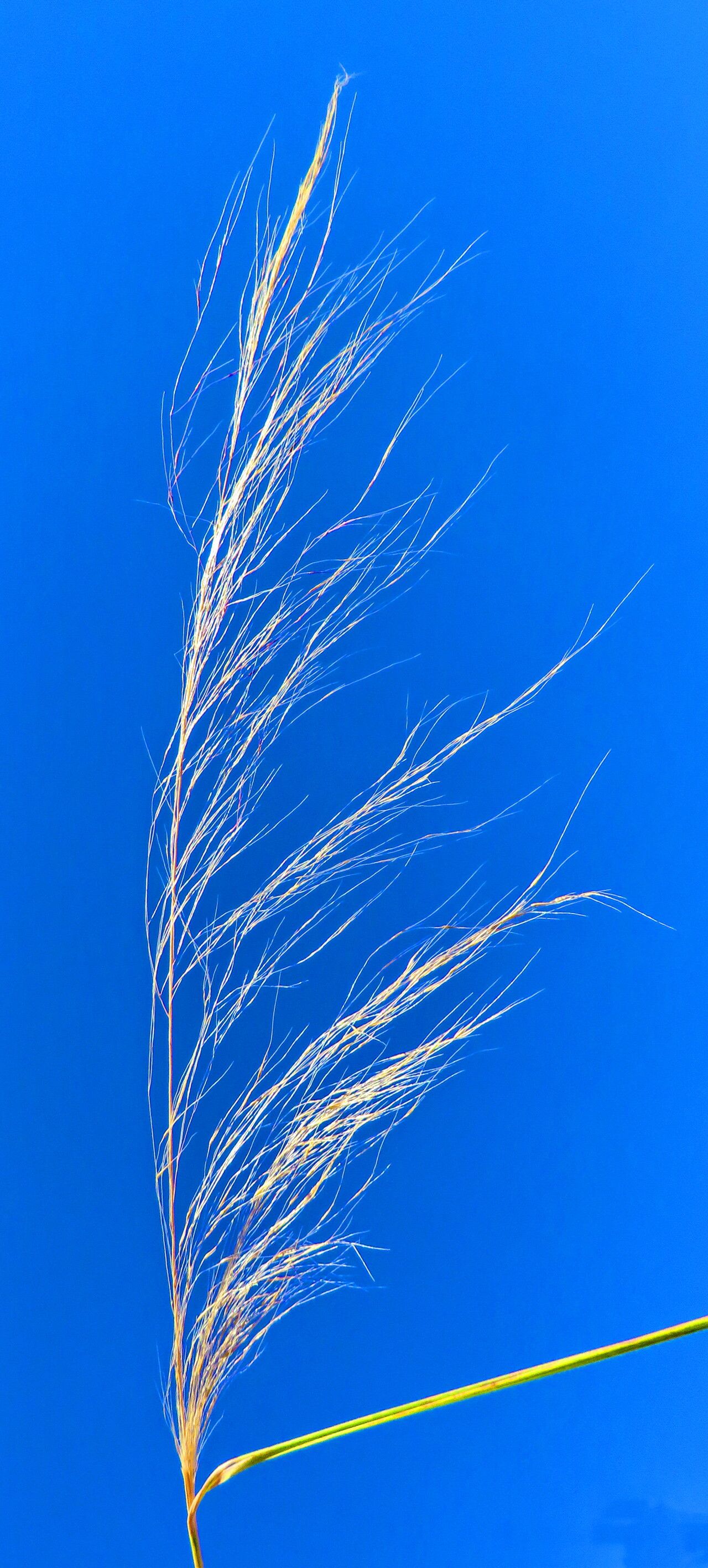 Aristida similis — search result for 'Aristida'