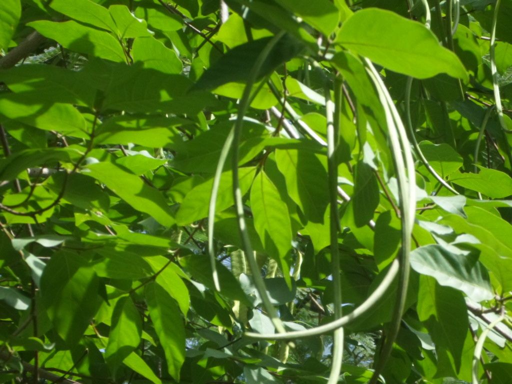 Holarrhena floribunda fruit
