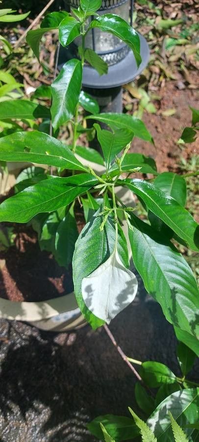 Mussaenda erosa leaf