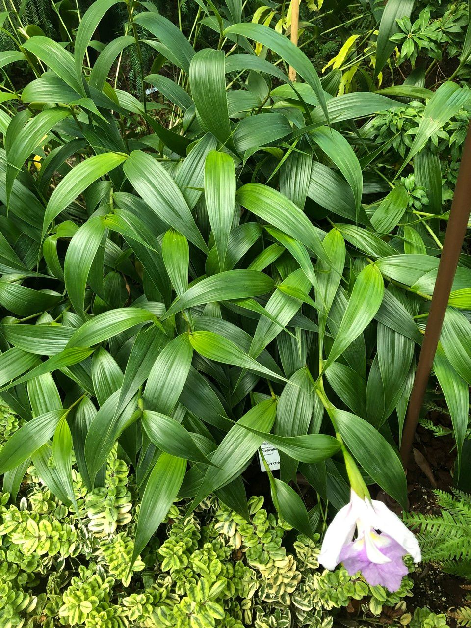 Sobralia cv. 'Mirabilis' habit