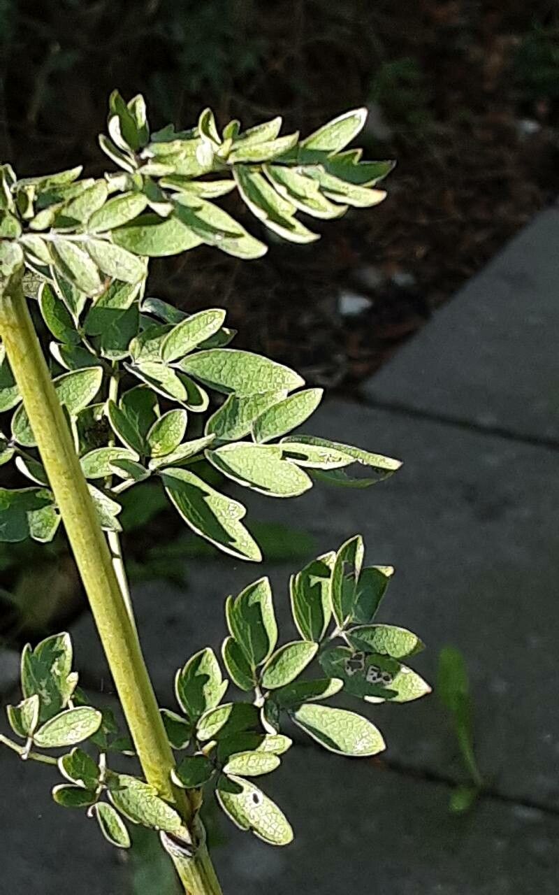 Thalictrum clavatum — houseplant care guide