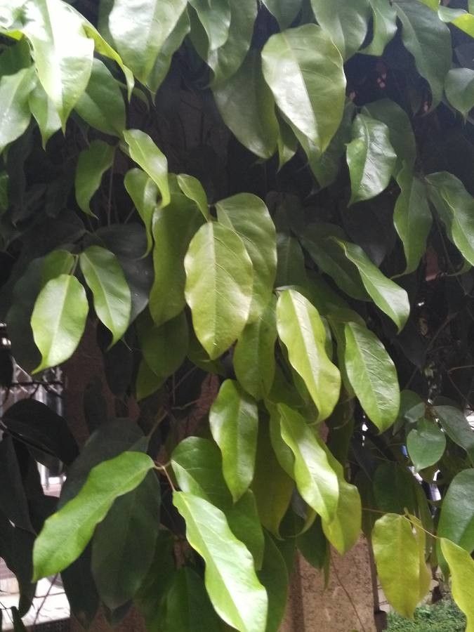 Mucuna sempervirens leaf