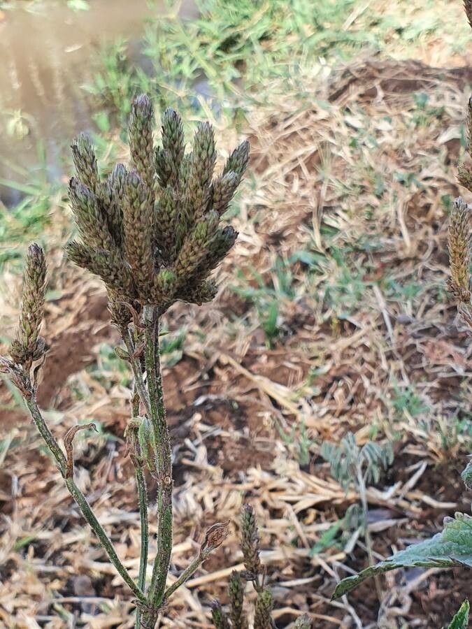Verbena brasiliensis fruit