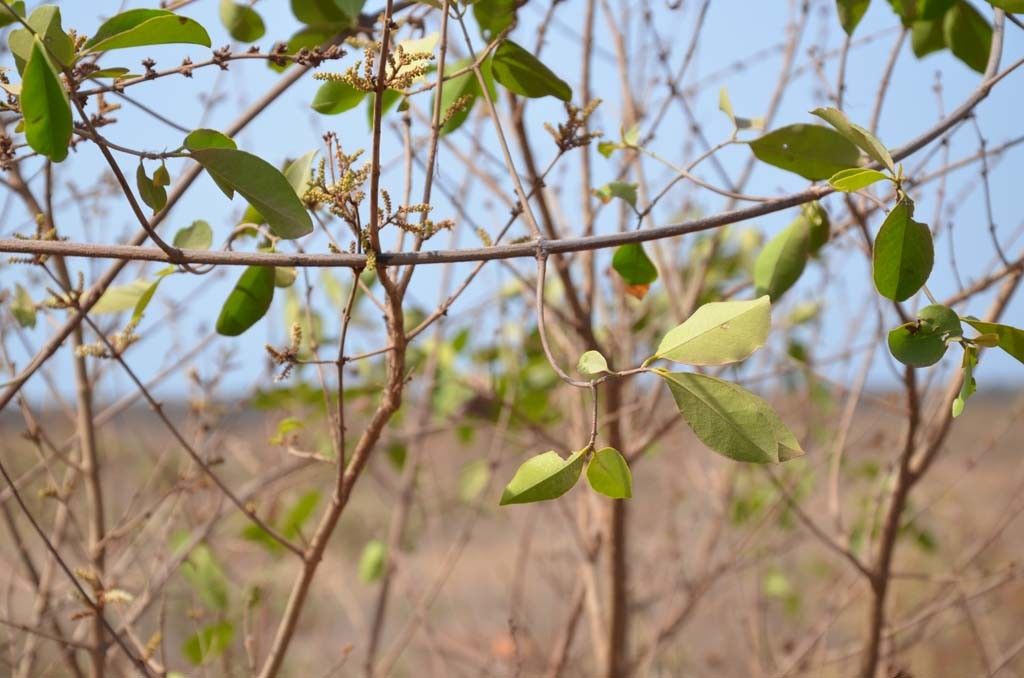 Commiphora africana flower