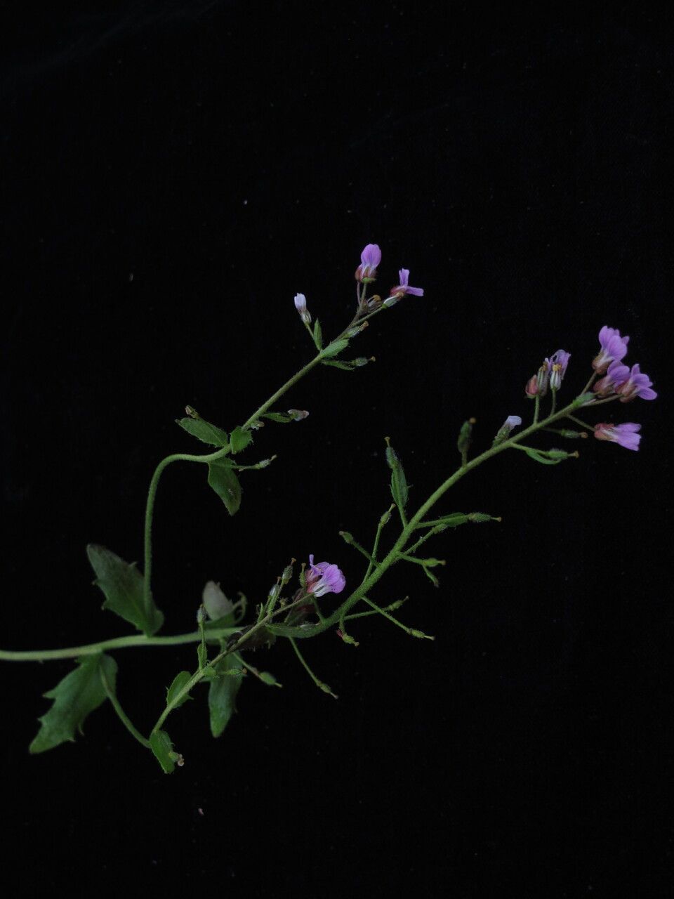 Draba amoena — related species from the same genus