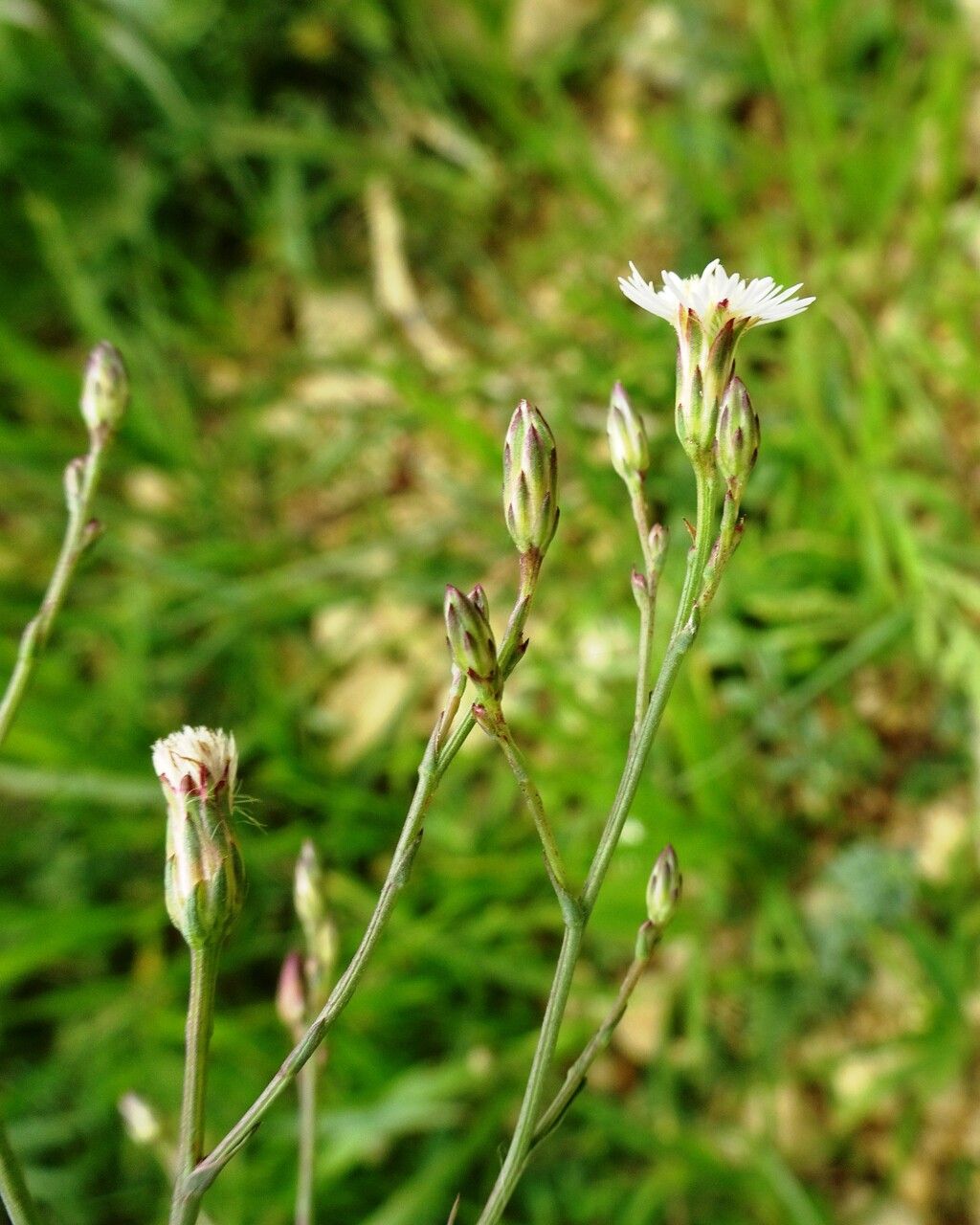 Symphyotrichum subulatum flower