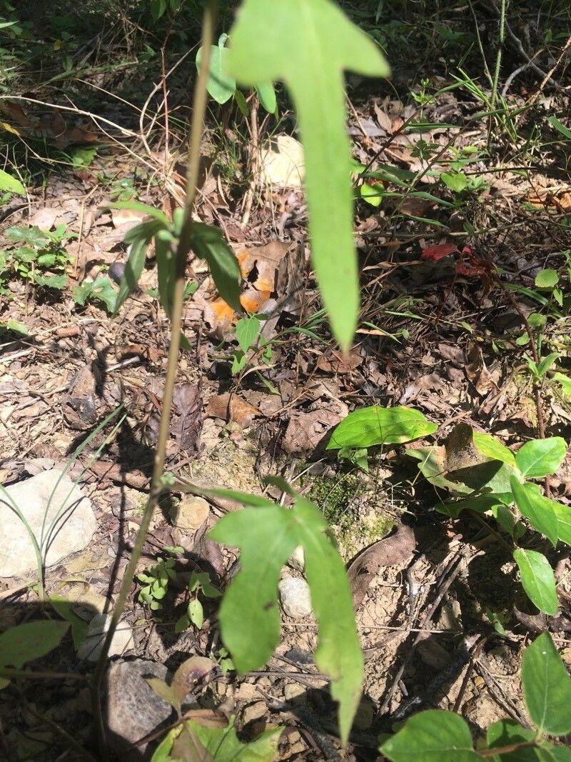 Nabalus altissimus — houseplant care guide