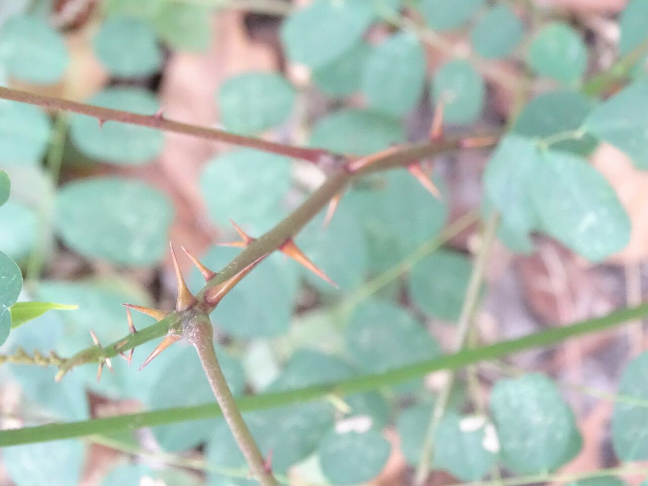 Machaerium lunatum bark