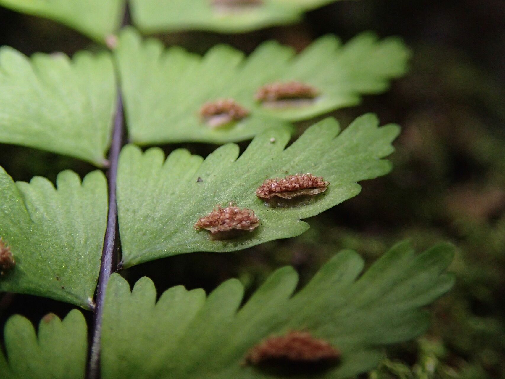 Asplenium formosum leaf