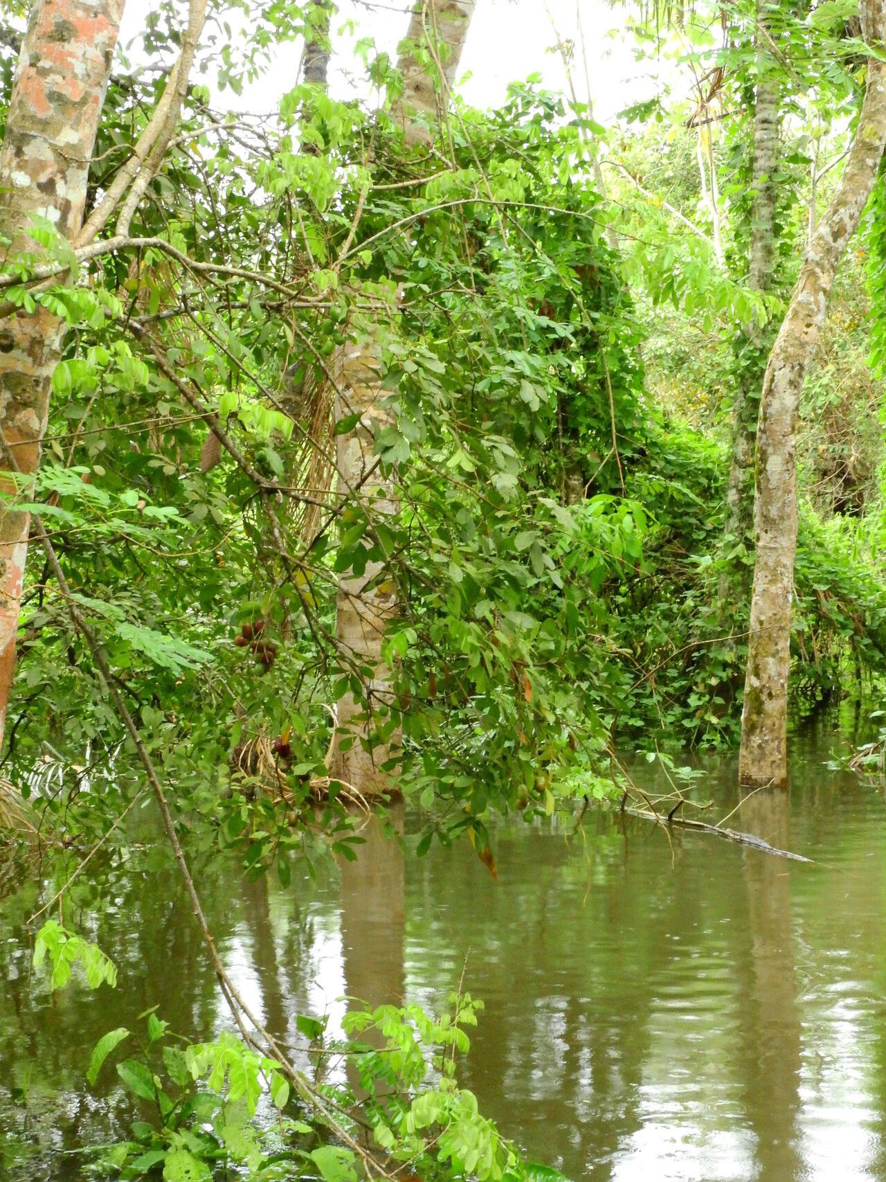 Simaba orinocensis habit