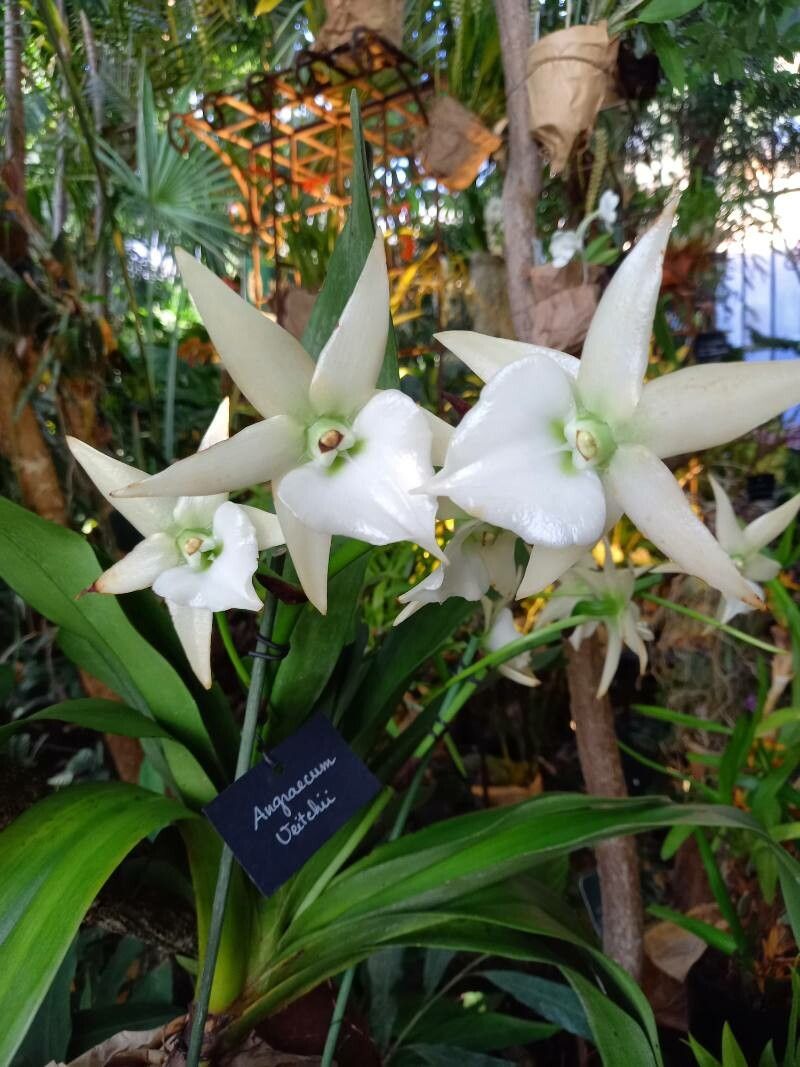 Angraecum spp. habit