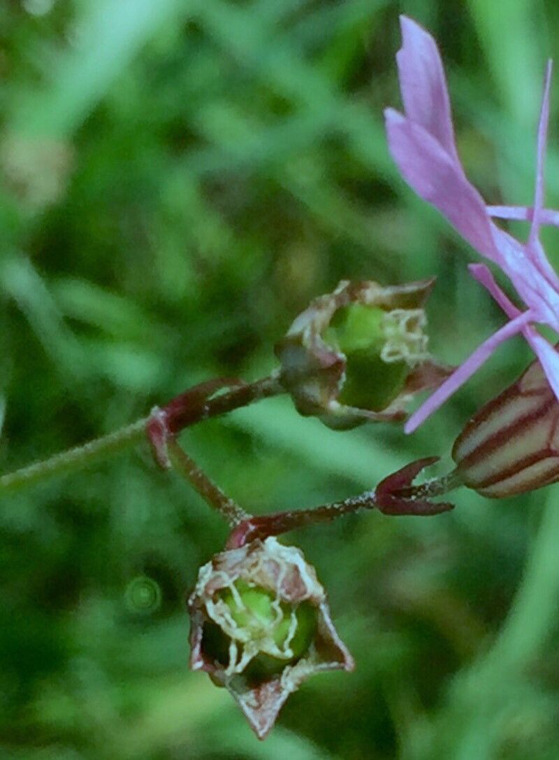 Silene flos-cuculi fruit
