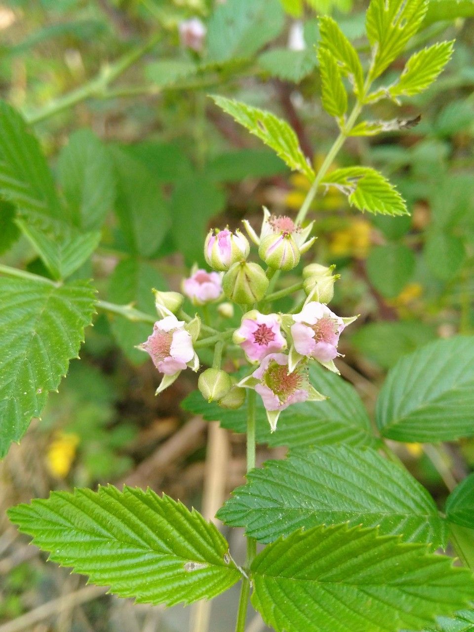 Rubus coreanus flower