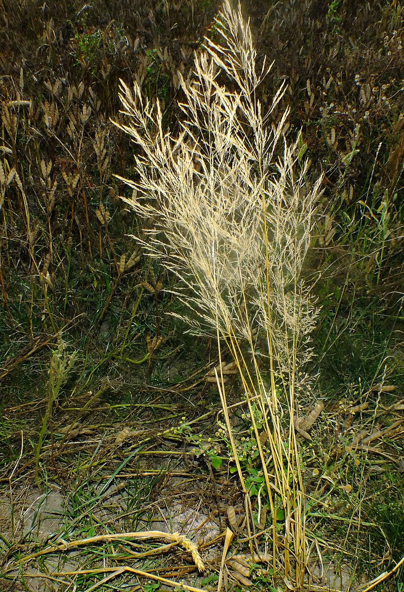Deschampsia cespitosa fruit