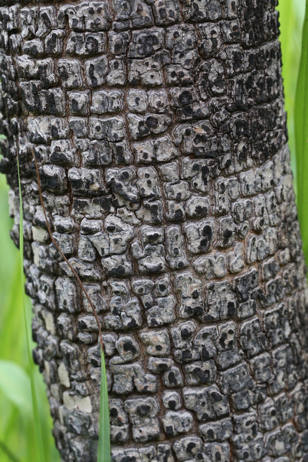 Ekebergia benguelensis bark