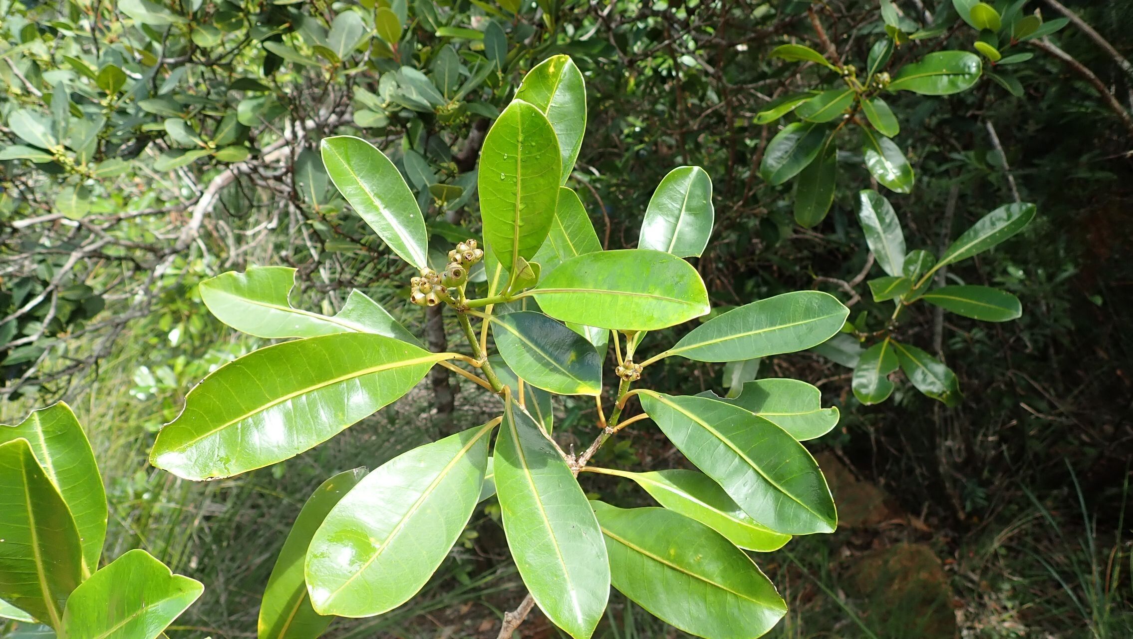 Gynochthodes kanalensis other