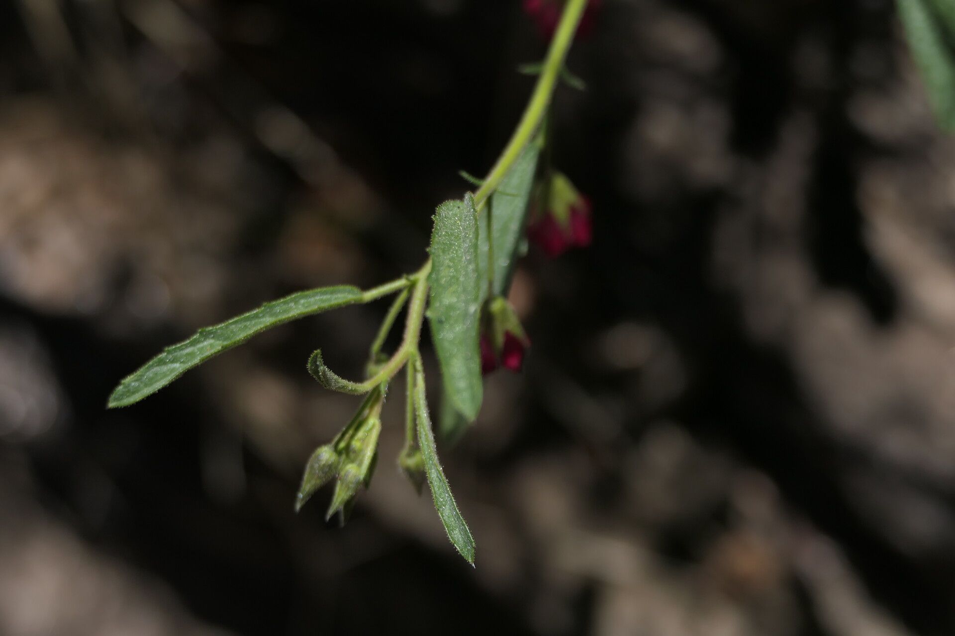 Hermannia affinis — related species from the same genus