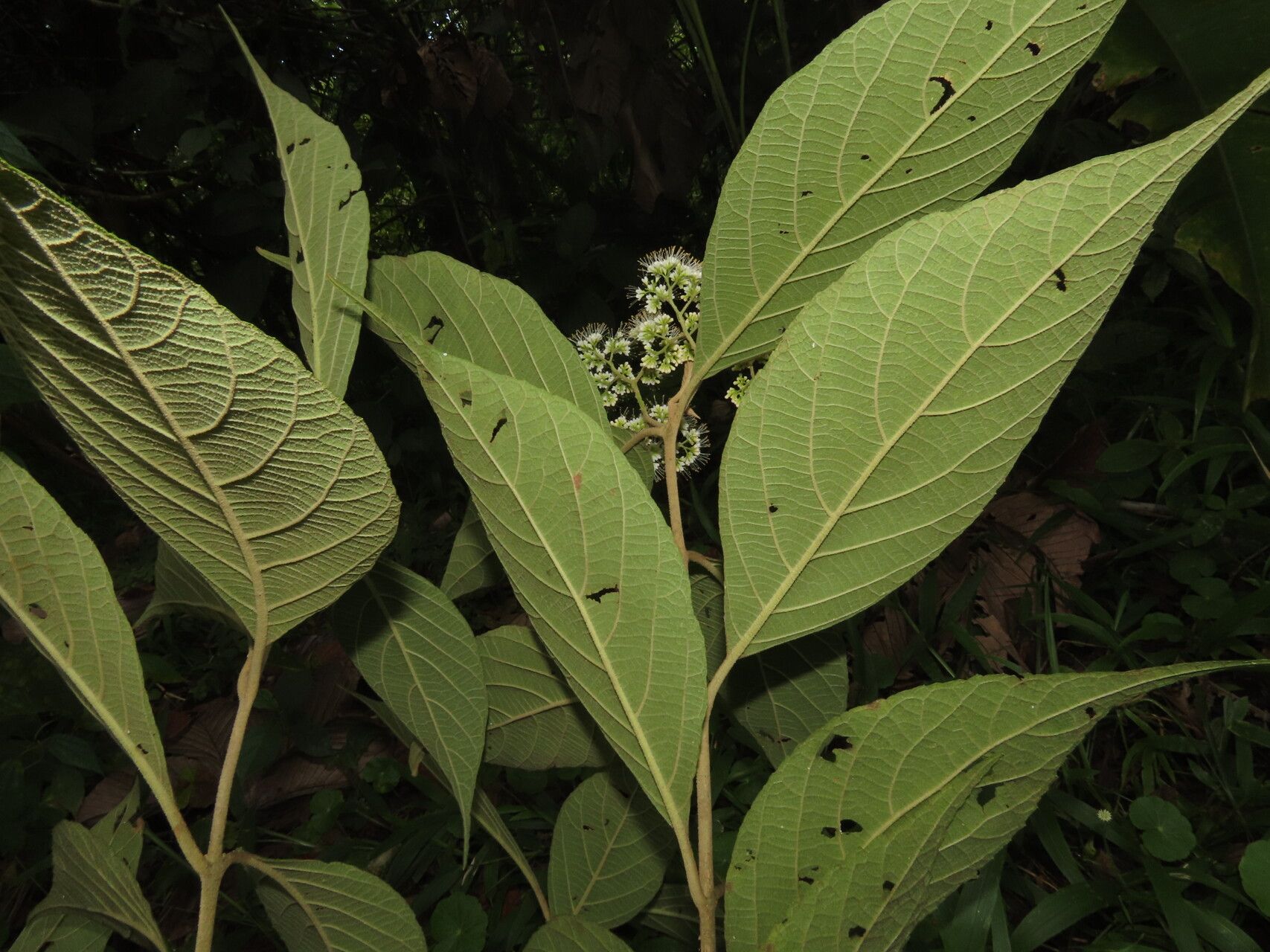 Callicarpa acuminata