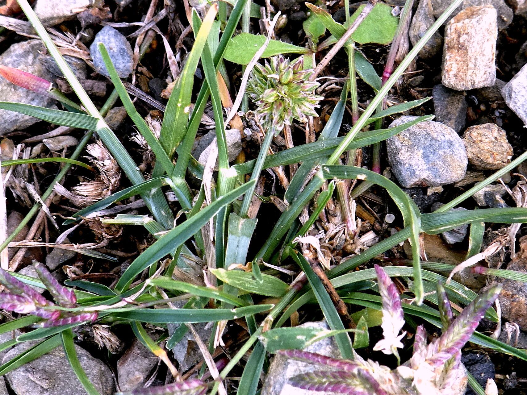 Eragrostis cilianensis — search result for 'Eragrostis'