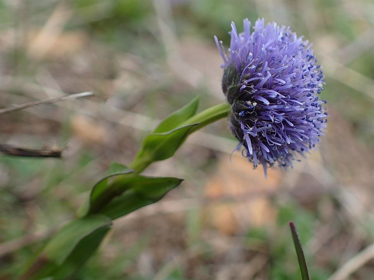 Globularia vulgaris fruit