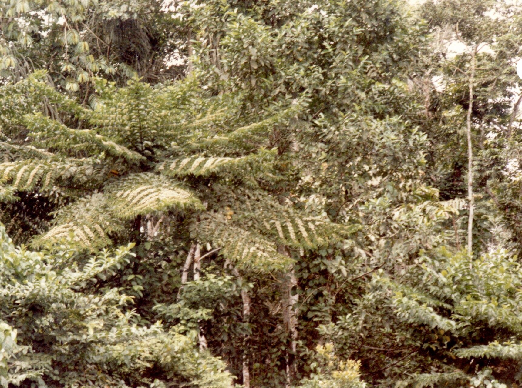 Sphaeropteris albifrons