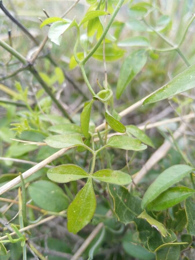 Clematis microphylla — search result for 'Clematis'