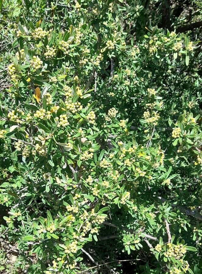 Pyracantha angustifolia habit