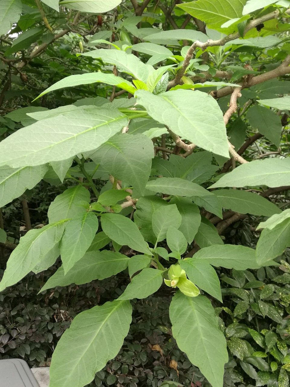 Brugmansia spp. — search result for 'Brugmansia'