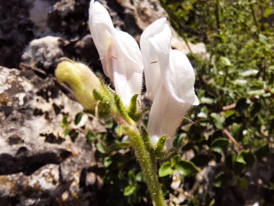 Antirrhinum hispanicum flower