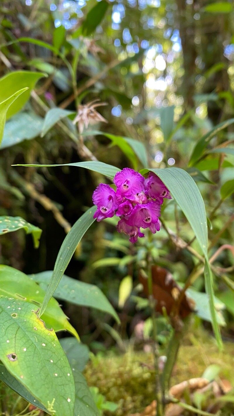 Elleanthus tricallosus — houseplant care guide