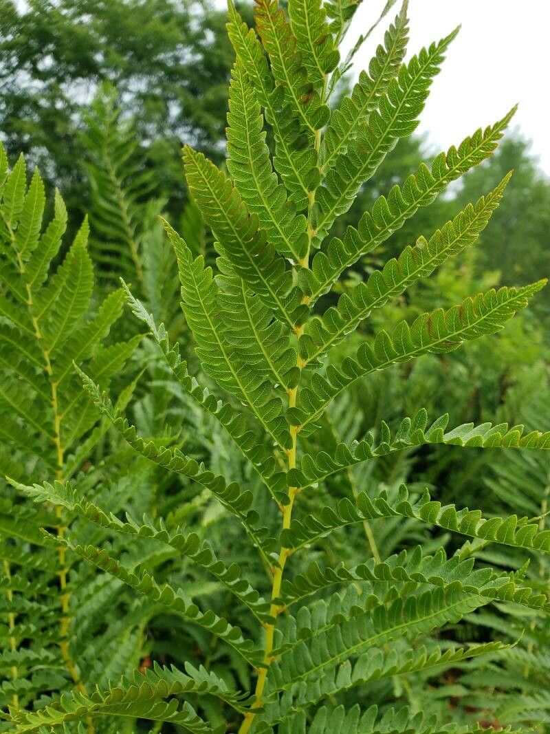 Osmunda cinnamomea leaf