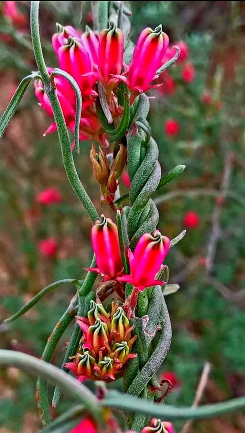 Microloma sagittatum — houseplant care guide