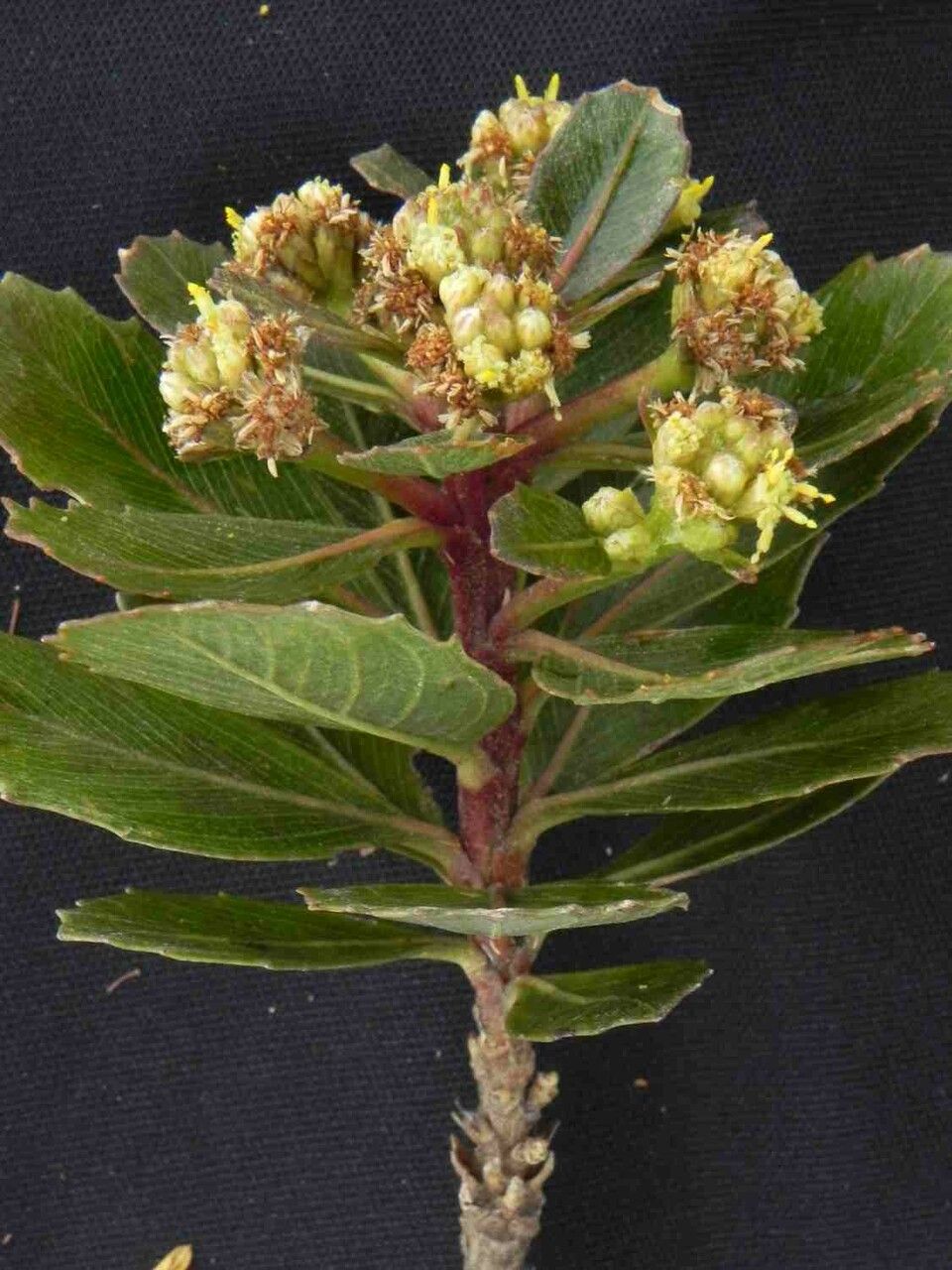 Baccharis platypoda — search result for 'Baccharis'