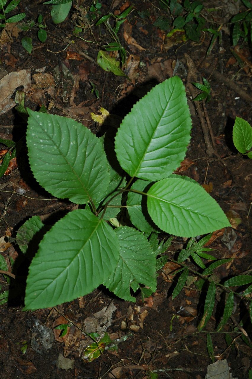 Maesa indica leaf