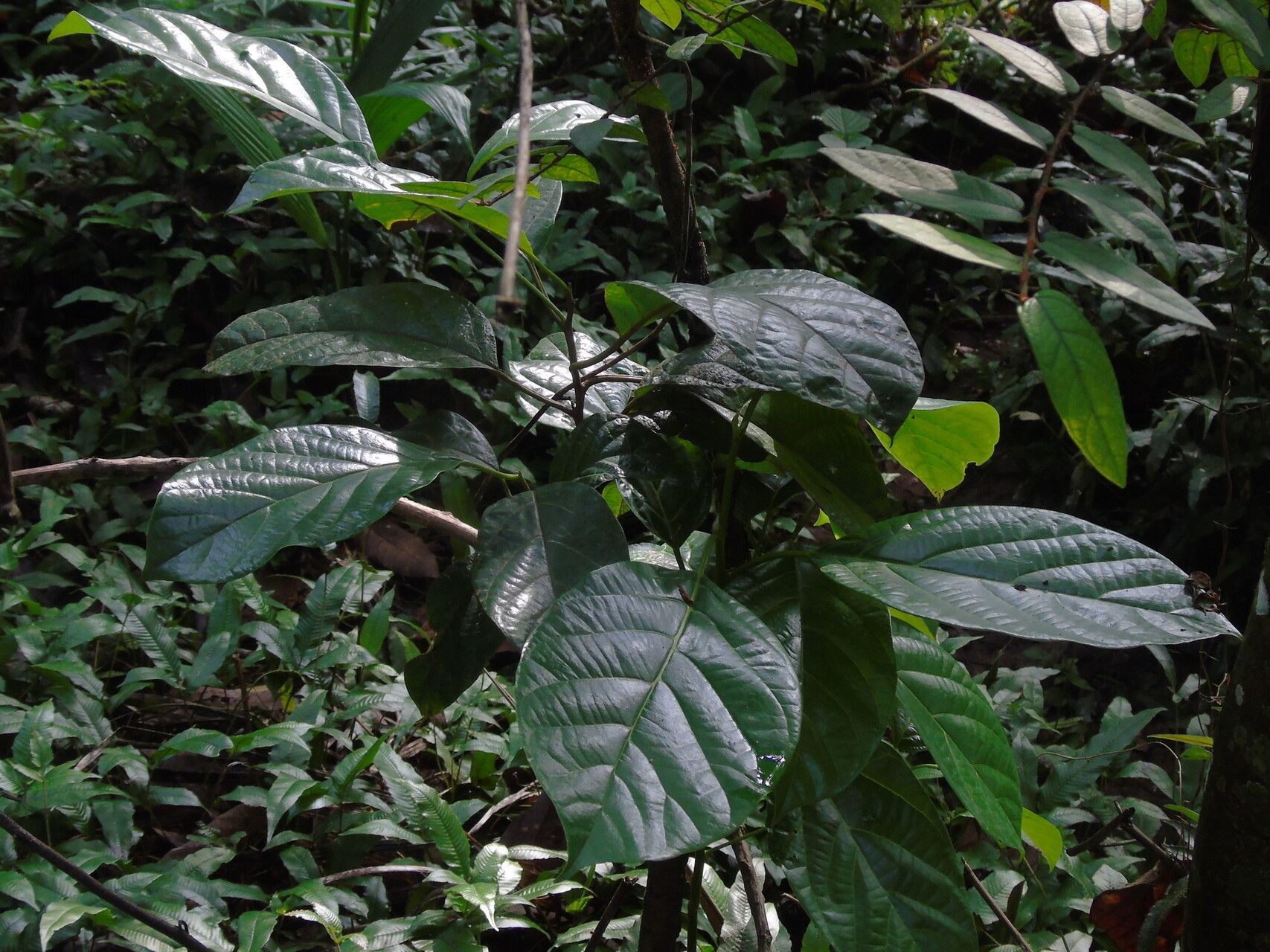 Litsea elliptica — search result for 'Litsea'