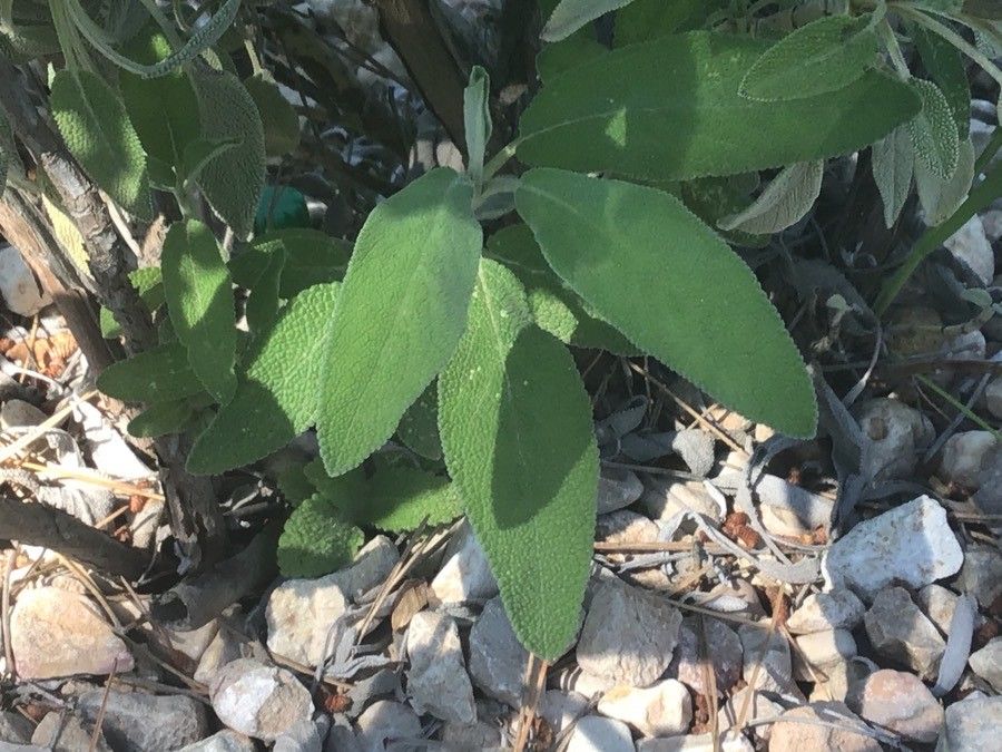 Salvia × auriculata — houseplant care guide