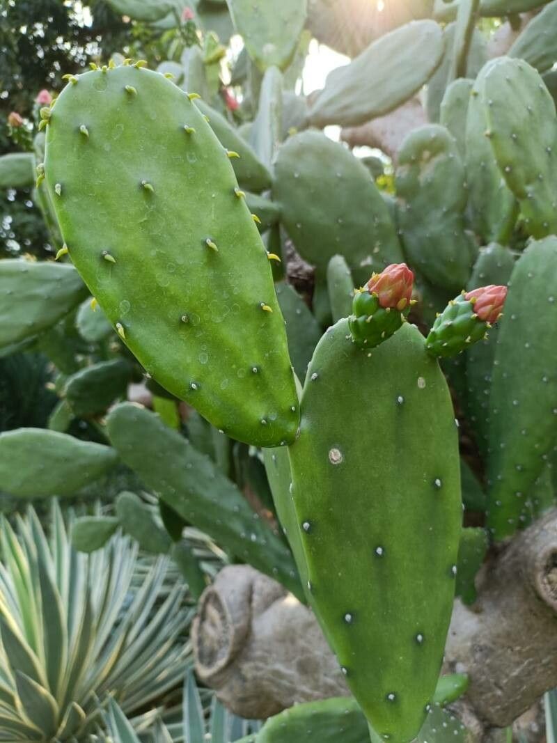 Opuntia cochenillifera — plants for gifts houseplant