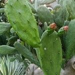 Opuntia cochenillifera