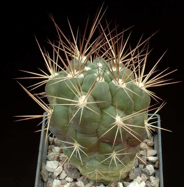 Rebutia fidaiana — houseplant care guide