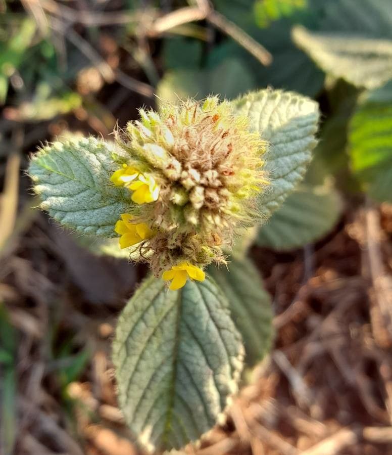 Waltheria communis flower