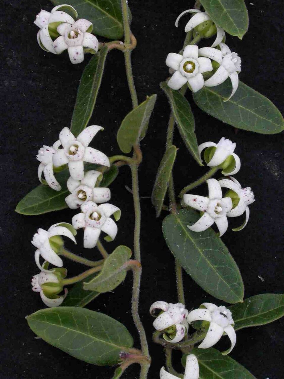 Oxypetalum appendiculatum flower