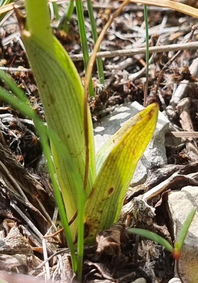Ophrys saratoi — houseplant care guide
