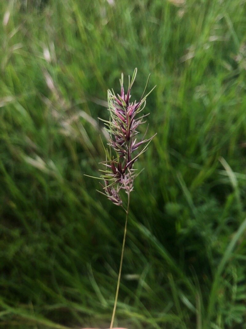 Poa bulbosa fruit